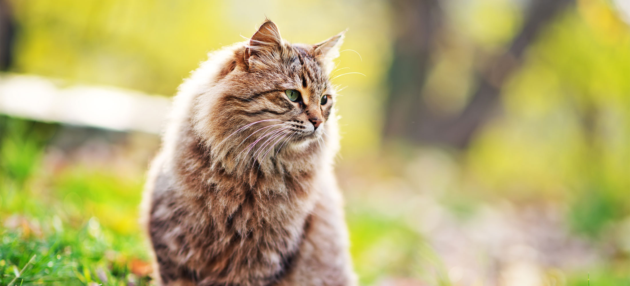 first-time-clients-and-pets-front-range-veterinary-clinic