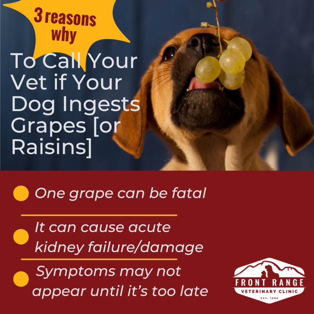 Potato (Green) Poisoning in Dogs - Symptoms, Causes, Diagnosis, Treatment,  Recovery, Management, Cost